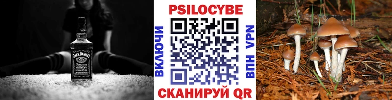 Псилоцибиновые грибы Psilocybe  Дорогобуж 